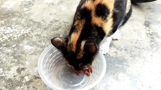 Feed the pellets for cats in a plastic cup