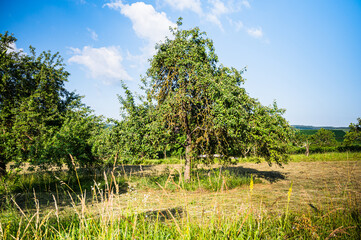 The trees on a large landscape covered in grass under the blue sky