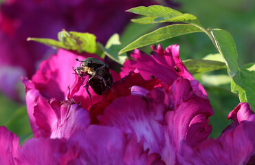 A bright pink peony bud with a large black beetle in a funny pose, surrounded by small bugs on the flower petals.