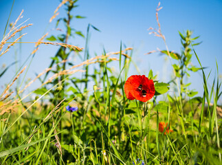 A red common poppy flower growing in the green field