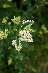 Ligustrum vulgare