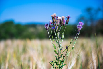 A closeup shot of a spear thistle behind a blurry background