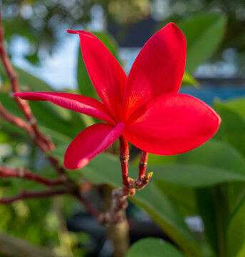 Bright red plumeria (Frangipani) flowers, which have branches on the background, green blurred leaves and thin bokeh.