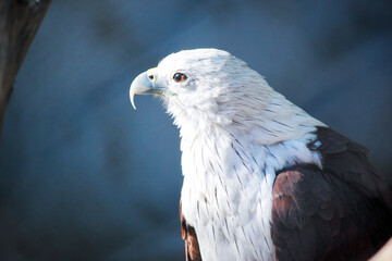 white tailed eagle