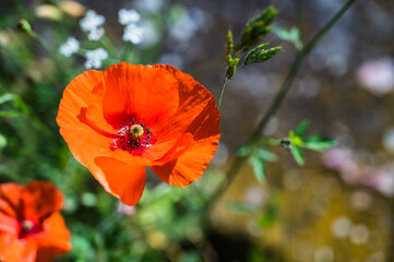 A red common poppy flower growing in the green field