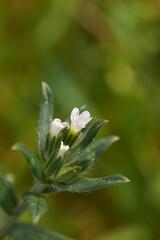 Lithospermum arvense