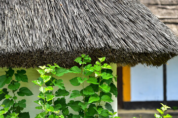Traditional architecture details of Romania authentic crafted households from all regions of the...
