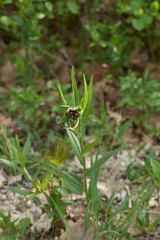 Lithospermum purpurocaeruleum