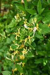 Lonicera japonica