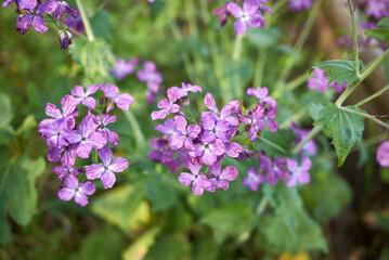 Lunaria annua