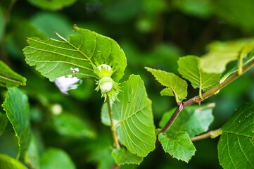 A closeup shot of a hazelnut branches and leaves of a plant