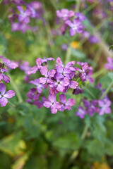 Lunaria annua