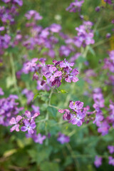 Obraz premium Lunaria annua