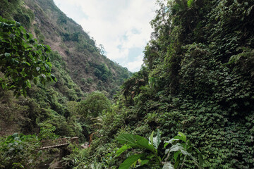 Tropical rainforest in national park at Indonesia