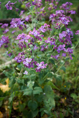 Lunaria annua