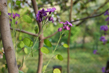 Lunaria annua