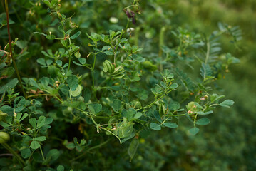 Medicago orbicularis