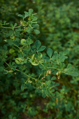 Medicago orbicularis