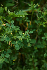 Medicago orbicularis