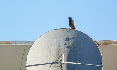 Satellite dishes with doves