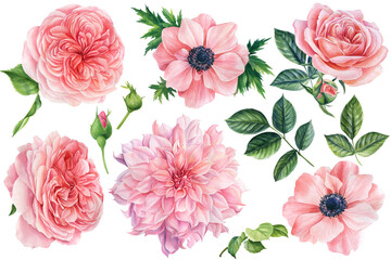 Beautiful flowers. Set of botanical drawings on a white isolated background. Watercolor pink anemones, roses, dahlias - obrazy, fototapety, plakaty