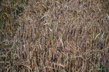 A closeup shot of the dry wheat spikes in the field