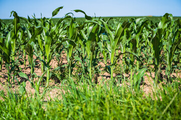 Young corn grows side by side on the field
