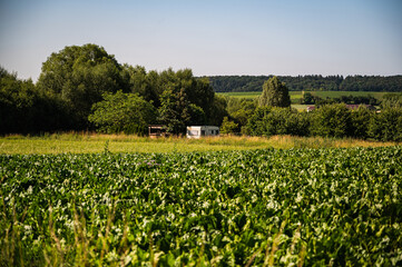 Fototapeta na wymiar A caravan on a green meadow surrounded by trees under the blue sky