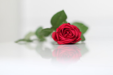 Fototapeta premium red rose on a white background