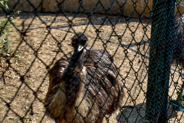 All animal zoo outdoor metal fence. sitting on sad.
