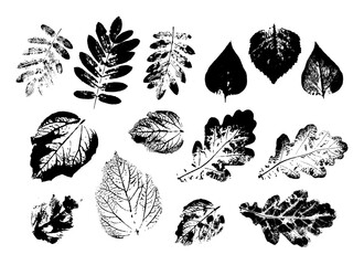 Vector Leaf print. Different black leaves stamp. Hand drawn floral elements. 