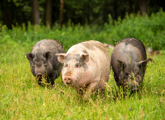Three fat pigs are walking on thick green grass.
