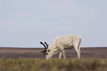 spring, wild white polar deer with horns, grazing, nibbling the green grass close-up