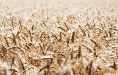 spikelets of wheat on the field close up