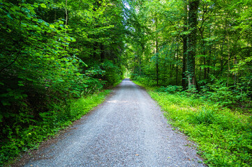 The road surrounded by green trees and grass