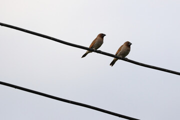 Scaly-breasted munia birds perched on electric wire.