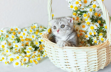 Scottish fold kitten sitting in a basket