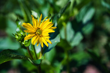 A closeup shot of a yellow flower behind a blurry background