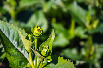 A closeup shot of the green leaves sprouting from the plant