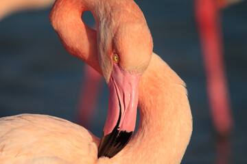 The Greater Flamingo in the Camargue, France. - obrazy, fototapety, plakaty