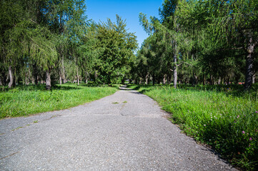 Fototapeta na wymiar The road surrounded by green trees and grass