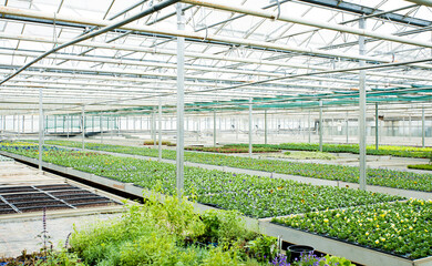 Flowers and plants in a greenhouse
