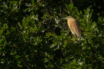 Squacco Heron 