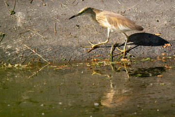 Squacco Heron 
