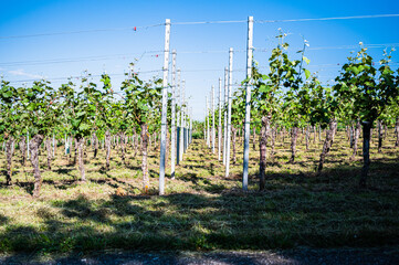 Obraz premium The vine in the vineyard growing next to white poles connected with lines