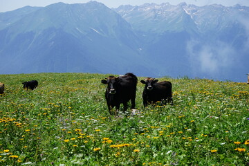 Cows on the mounts