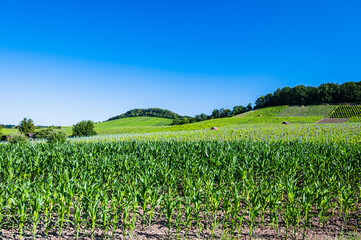 Fototapeta na wymiar A large landscape of green crops under the blue sky