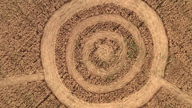 Fake UFO circles on grain crop yellow field, aerial view from drone. Round geometry shape symbols as alien signs, mystery concept