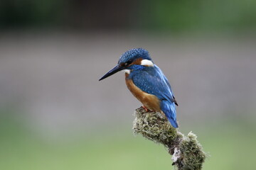 Male common kingfisher fishing from a mossy perch at the lake