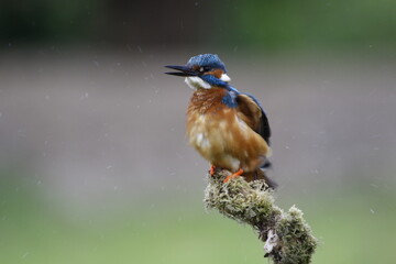 Male common kingfisher fishing from a mossy perch at the lake
